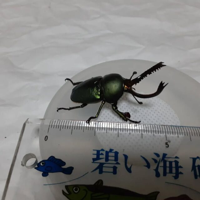 パプアキンイロクワガタ大型個体！50オーバーと錯覚しそうですが実際には50㎜ありません💦 #パプアキンイロクワガタ