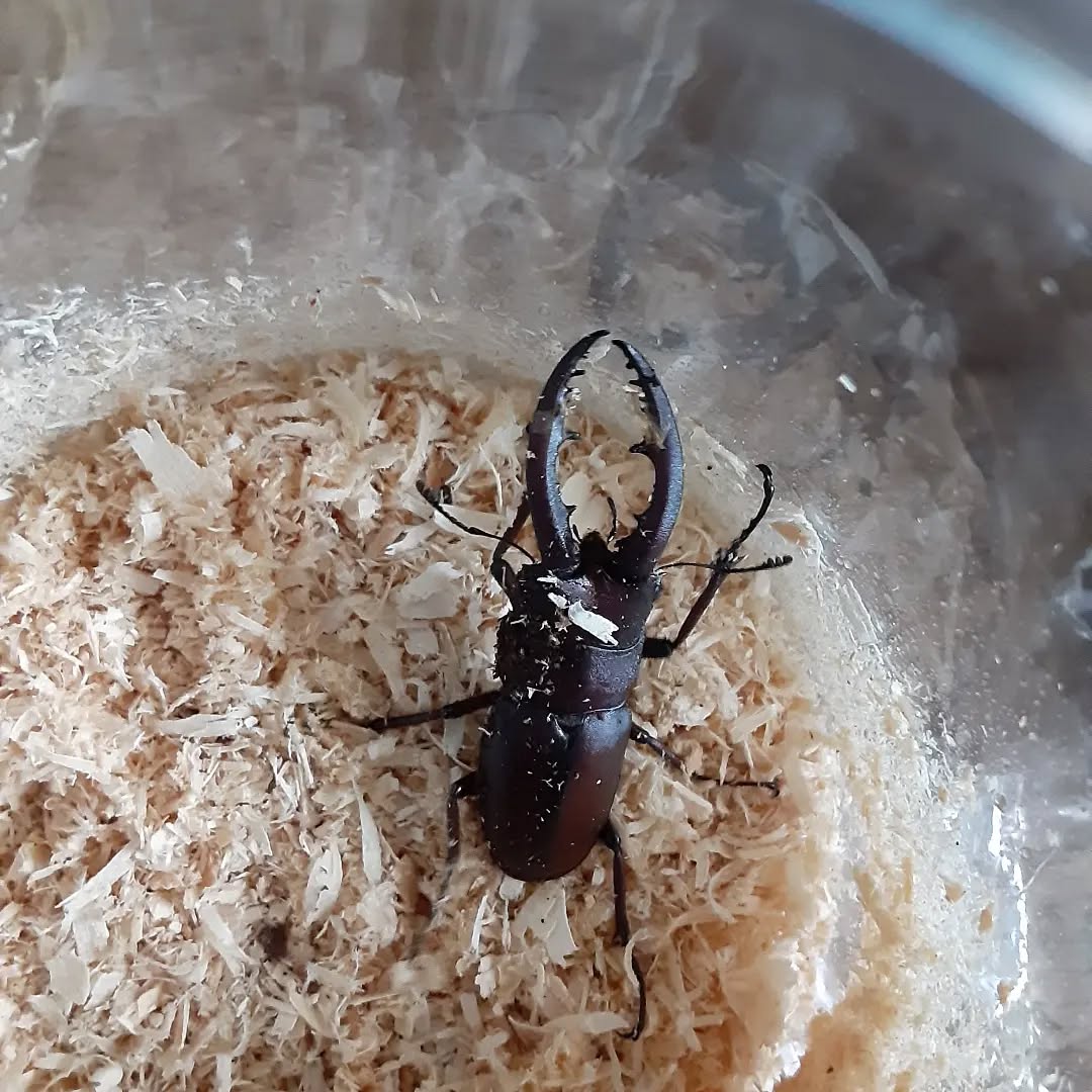 ノコギリクワガタ始動！あたたかくなってきて、やっと這い出て来ました！ #ノコギリクワガタ