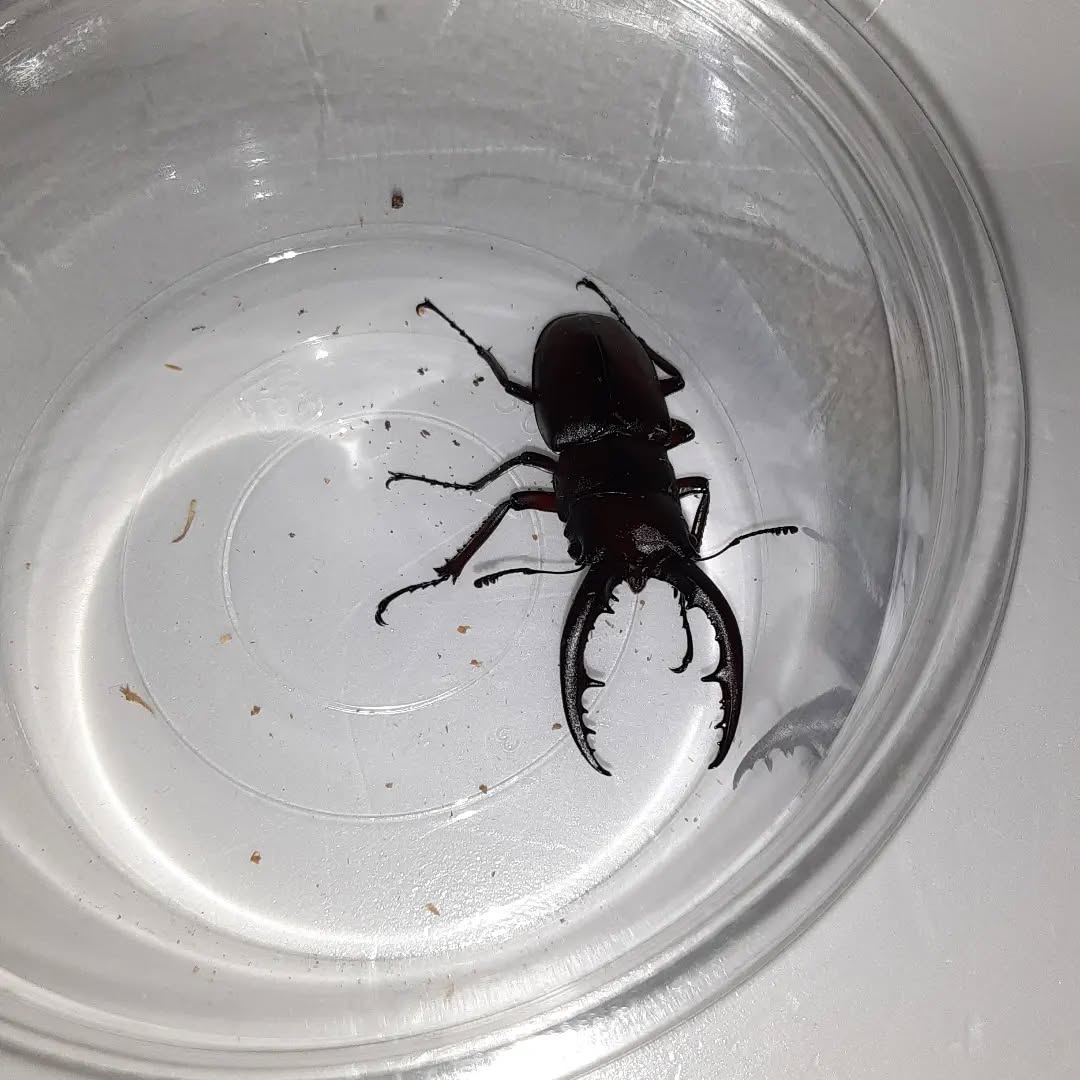 今年のノコギリクワガタ始動！マットから這い出てきました！ #ノコギリクワガタ