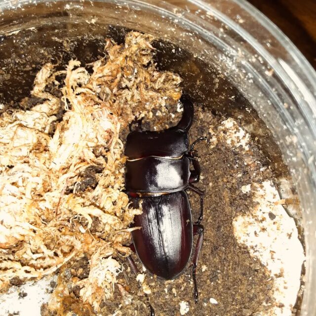 羽化したオオクワガタが出てきた！ #オオクワガタ飼育