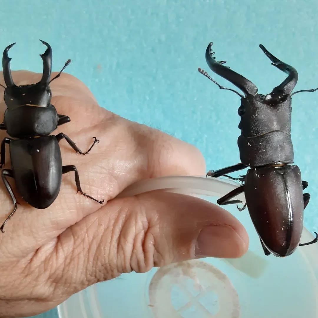 今年のノコギリクワガタとコクワガタ！#ノコギリクワガタとコクワガタ