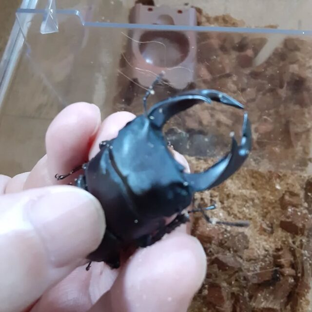 #オオクワガタ飼育