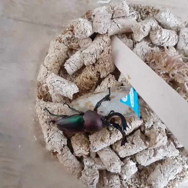マジョーラカラーのパプアキンイロクワガタ羽化しました！#パプアキンイロクワガタ