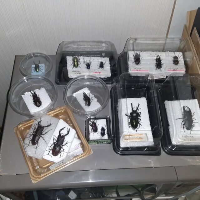 今年も早速クワガタ標本作ってみた。簡易すぎてちょっと雑。。。 #クワガタ標本