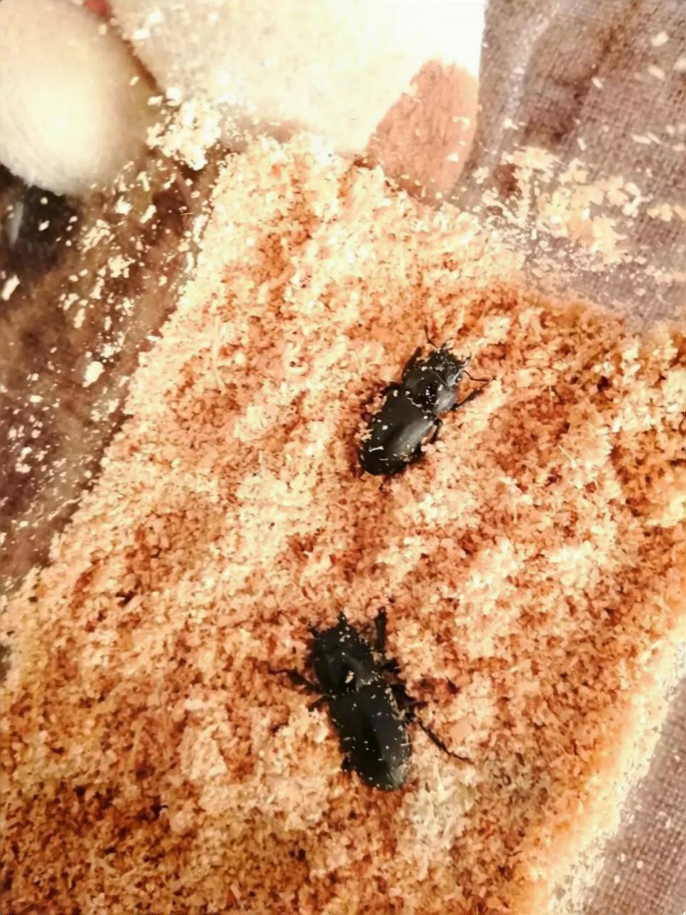 防ダニマットに変えたところに入れたクワガタムシ