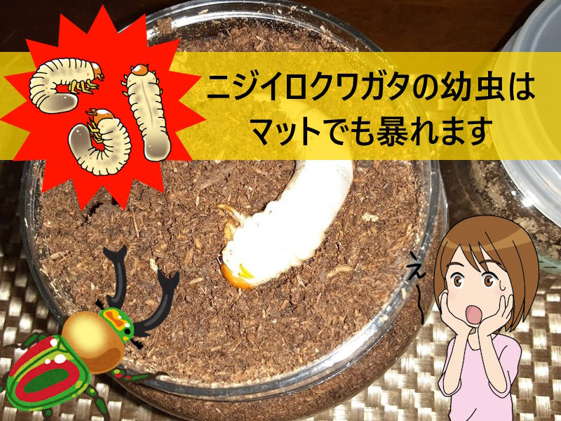 ニジイロクワガタ幼虫2 貴重！黒アワビタケ菌糸瓶8本セット特殊アミノ酸強化配合