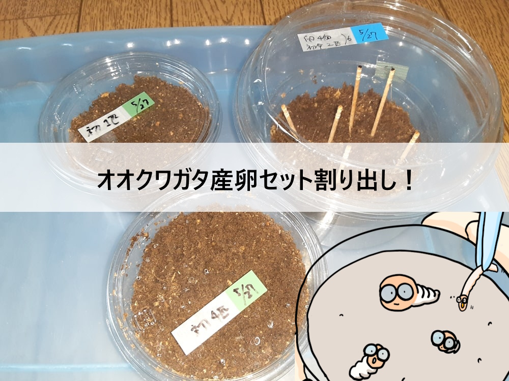 オオクワガタ採卵スターターセット オオクワガタ産卵採卵セット 2023年 オオクワガタ産卵セット割り出し