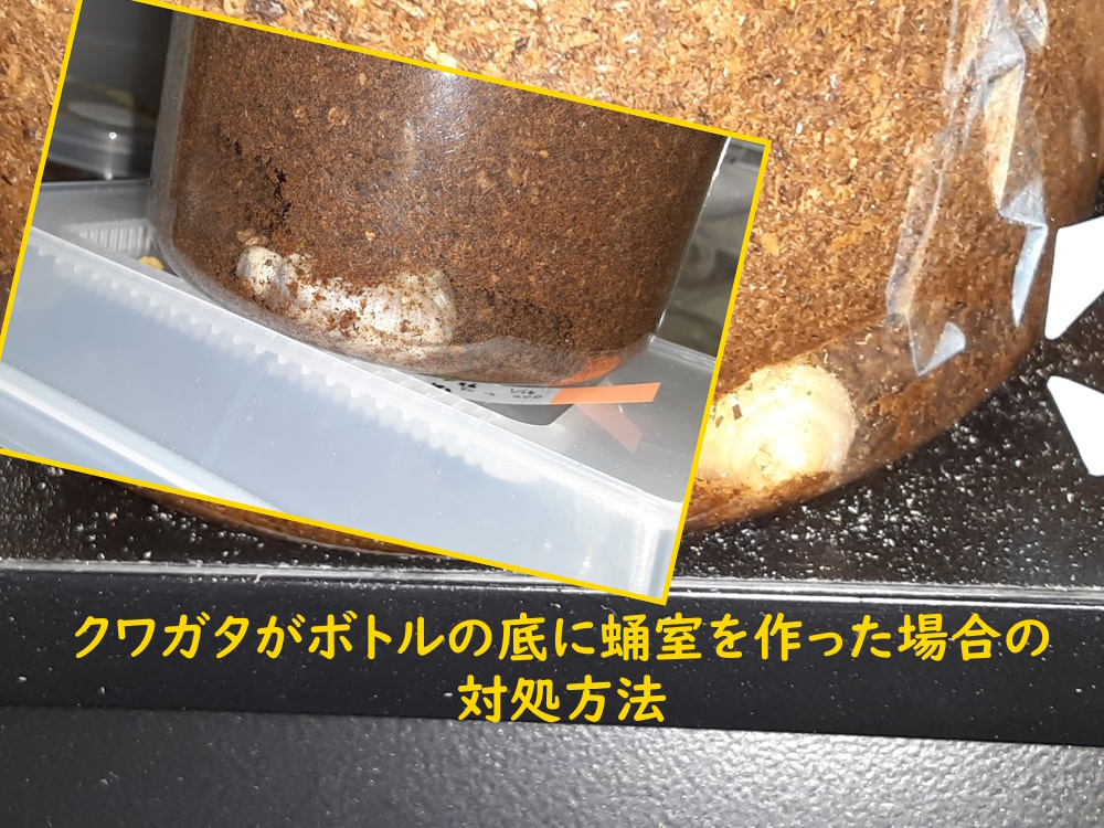 クワガタがボトルの底に蛹室を作った場合の対処方法