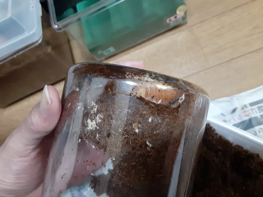 ボトルの底に蛹室を作ったノコギリクワガタ