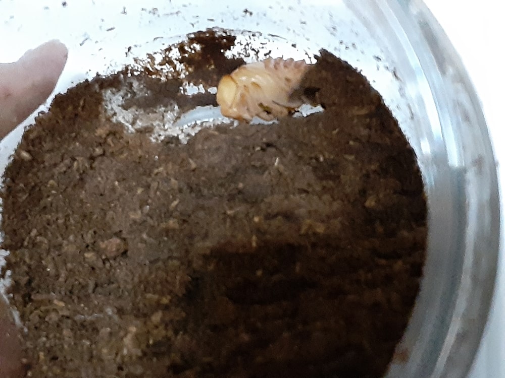 ボトルの底に蛹室を作ったノコギリクワガタの露天掘り