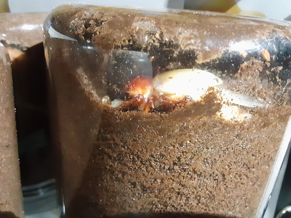 羽化後の蛹室内のニジイロクワガタのボトル逆向き