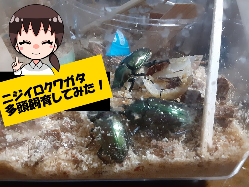 ニジイロクワガタ成虫 多頭飼育してみた! | クワガタを初めて ニジイロクワガタ成虫 多頭飼育してみた! | クワガタを初めて