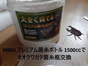 MIKU プレミアム菌糸ボトル 1500でオオクワガタ菌糸瓶交換やったよ 