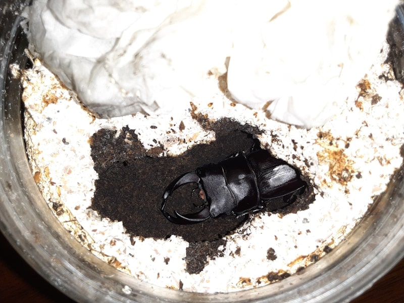 大きな蛹室で羽化したオオクワガタのオス。まだ休眠中。