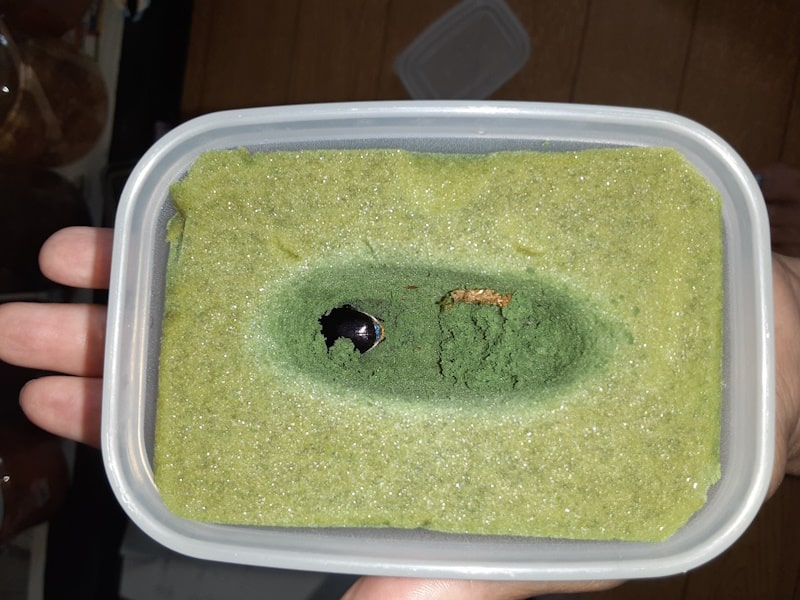人工蛹室内で羽化したパプアキンイロクワガタ。自分で穴を掘っている様子。