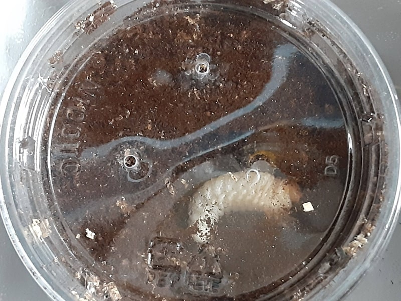 プリンカップ内のパプアキンイロクワガタ幼虫