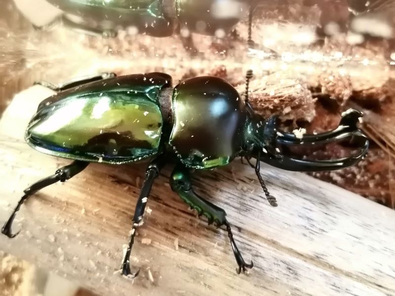 木につかまるニジイロクワガタのオス