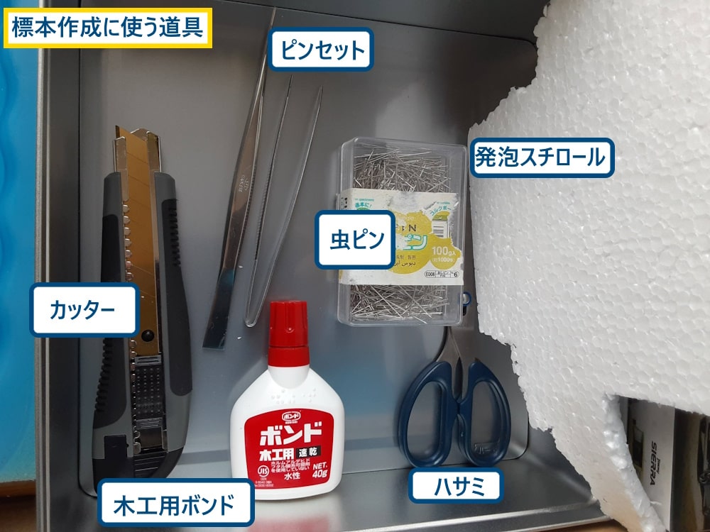 【クワガタ標本】大事に飼っていたクワガタを標本にして保存！簡単標本の作り方をお伝え！標本道具