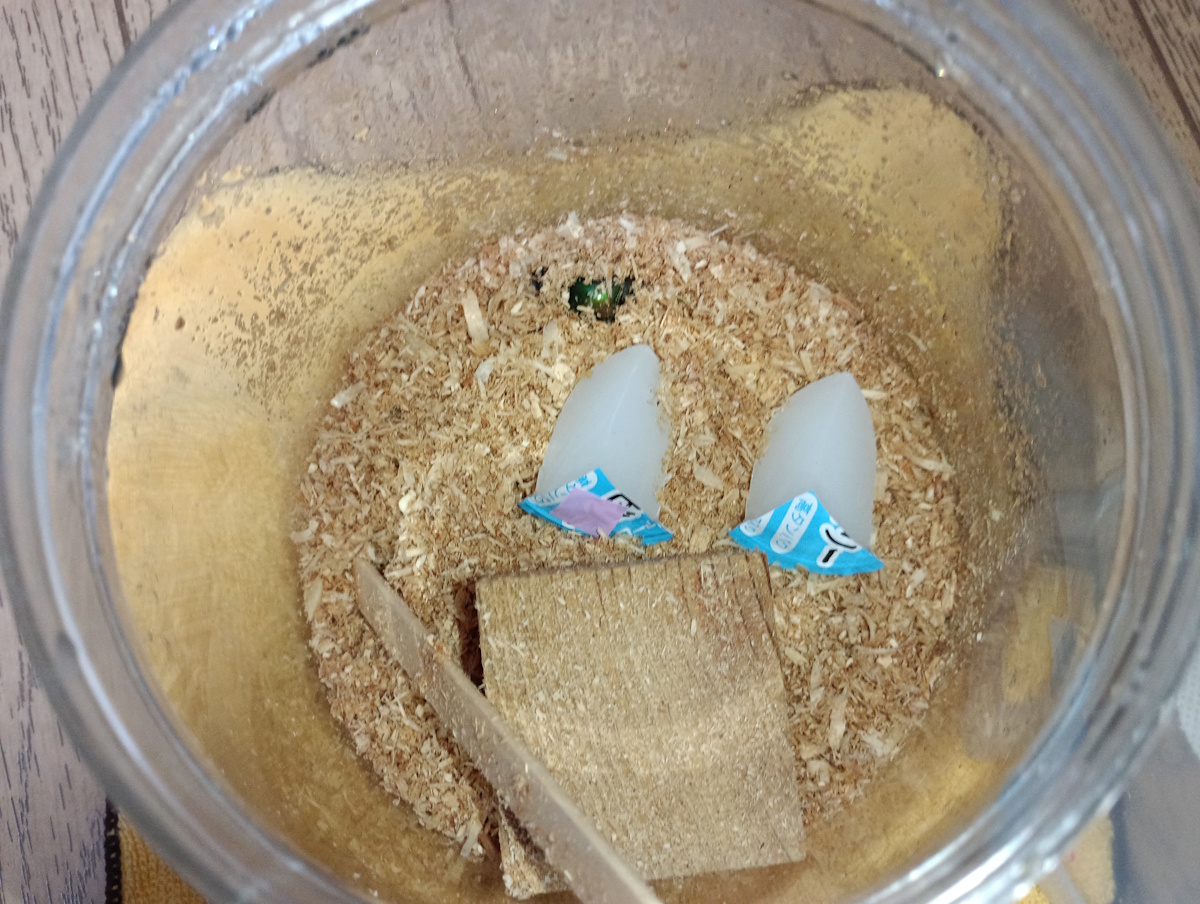 ニジイロクワガタの場合