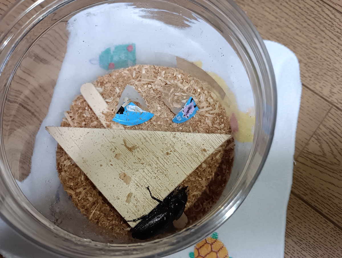 オオクワガタに冷えたゼリーをあげた