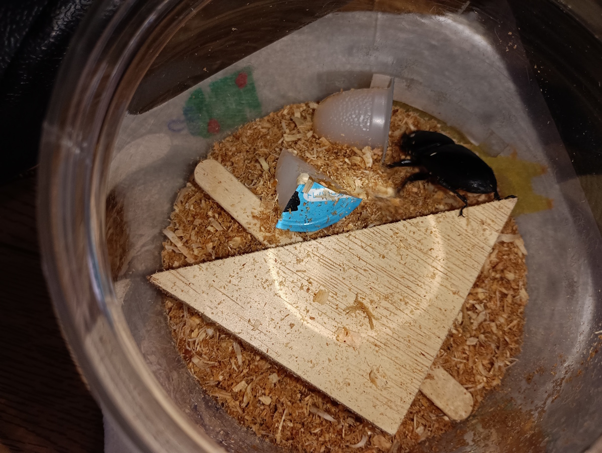 オオクワガタに冷えたゼリーをあげた