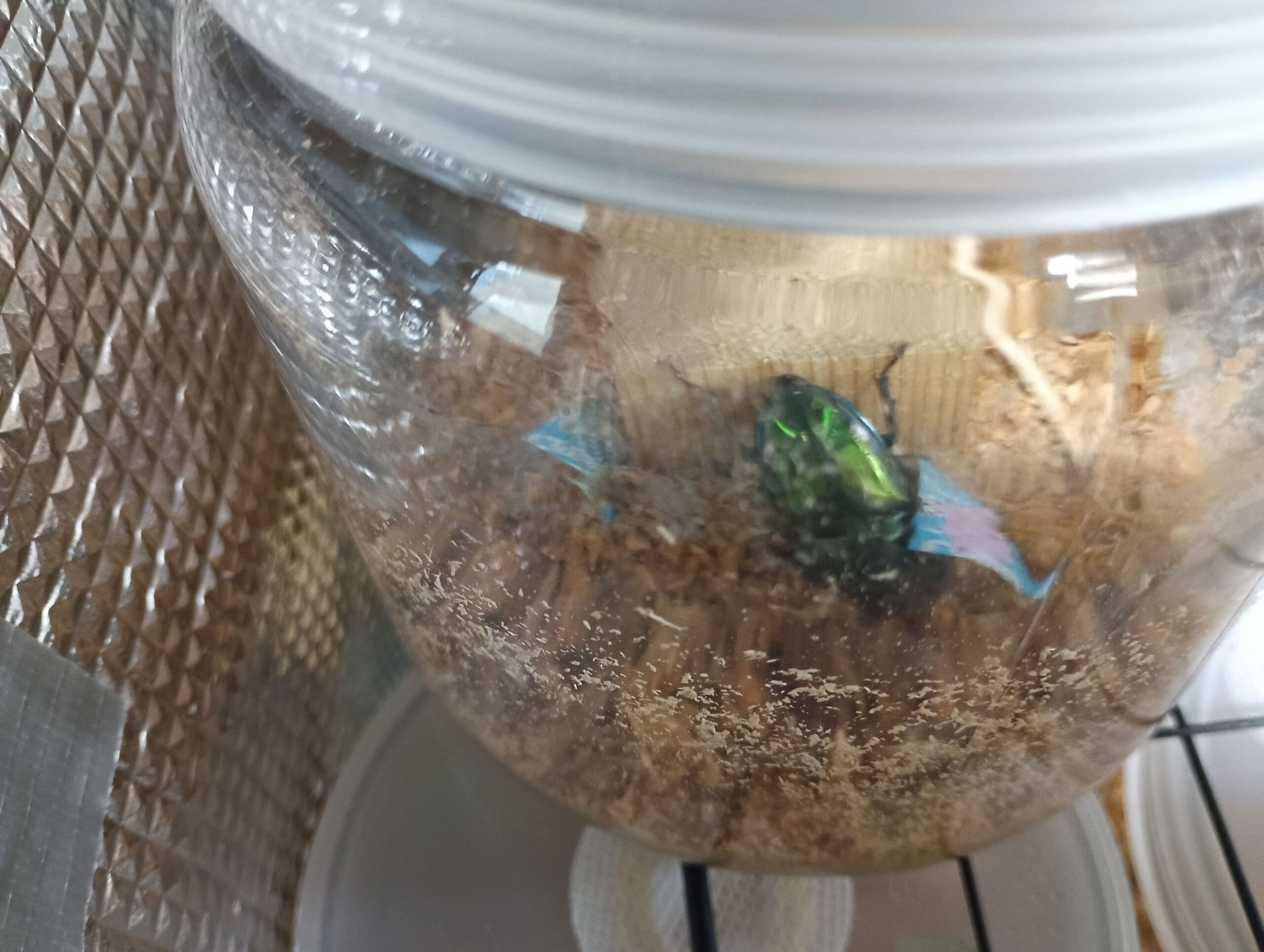 ニジイロクワガタに冷えたゼリーを与えた結果