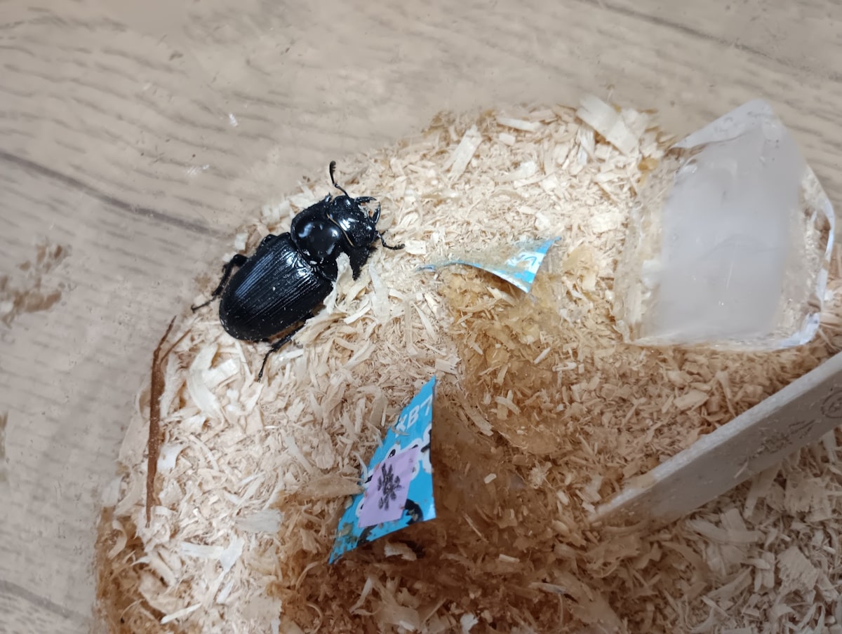 オオクワガタに氷をあげてみた
