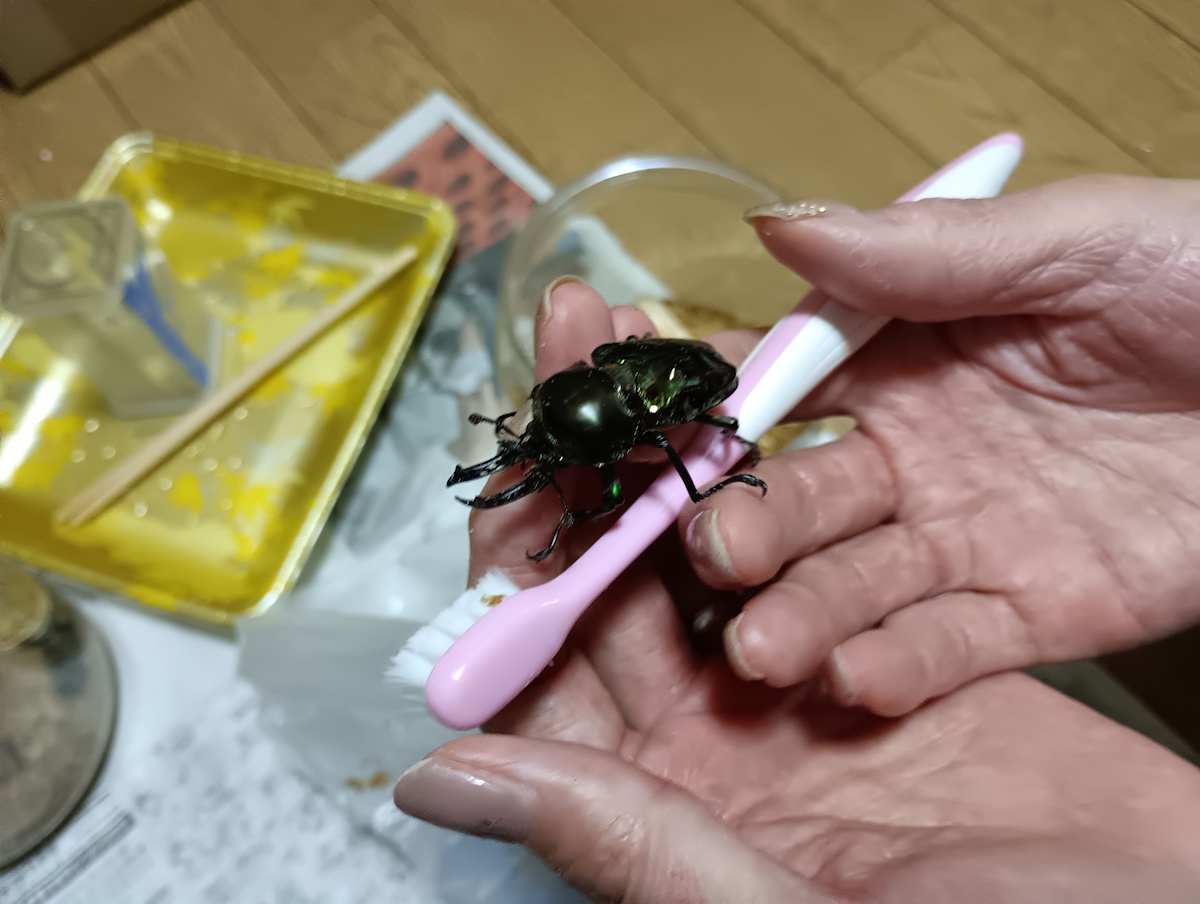 虹色鍬形と歯ブラシ