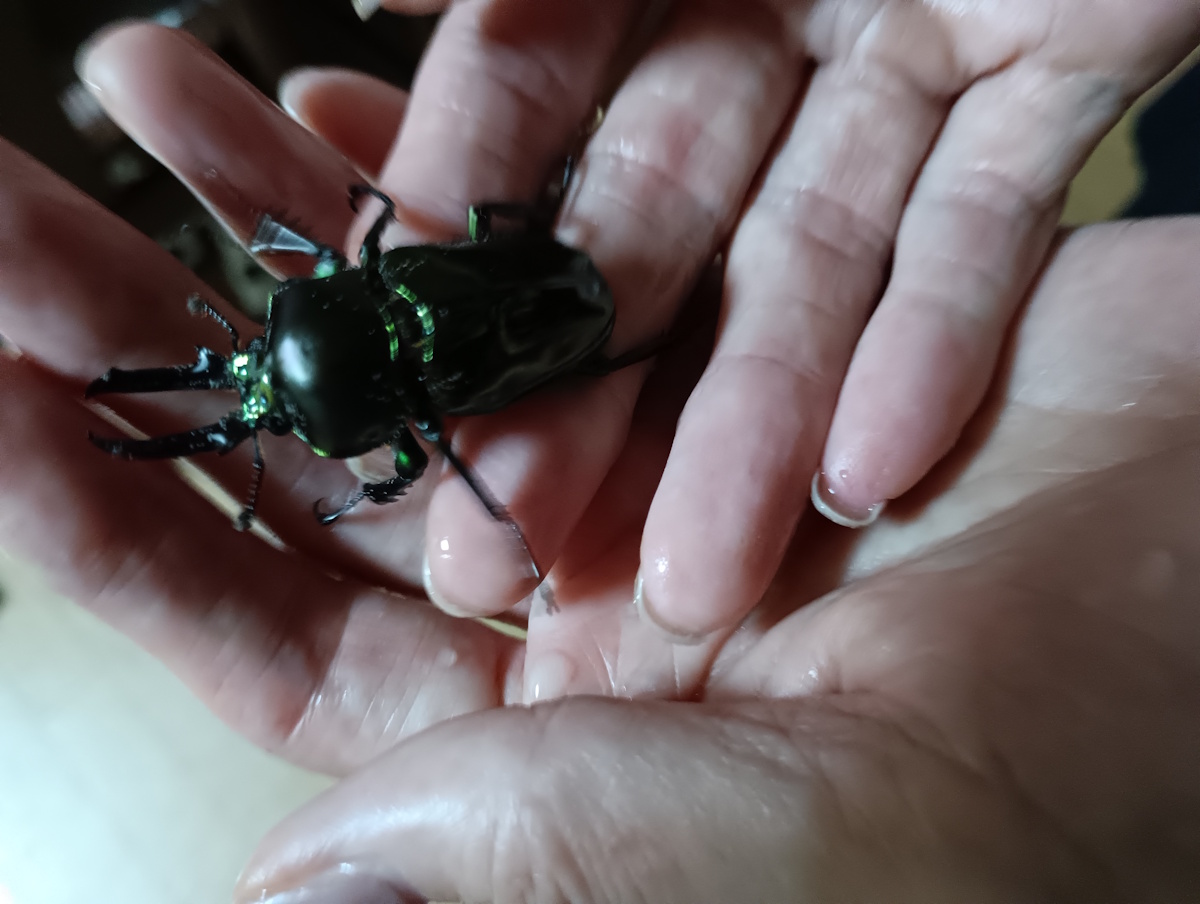 虹色クワガタについたダニ