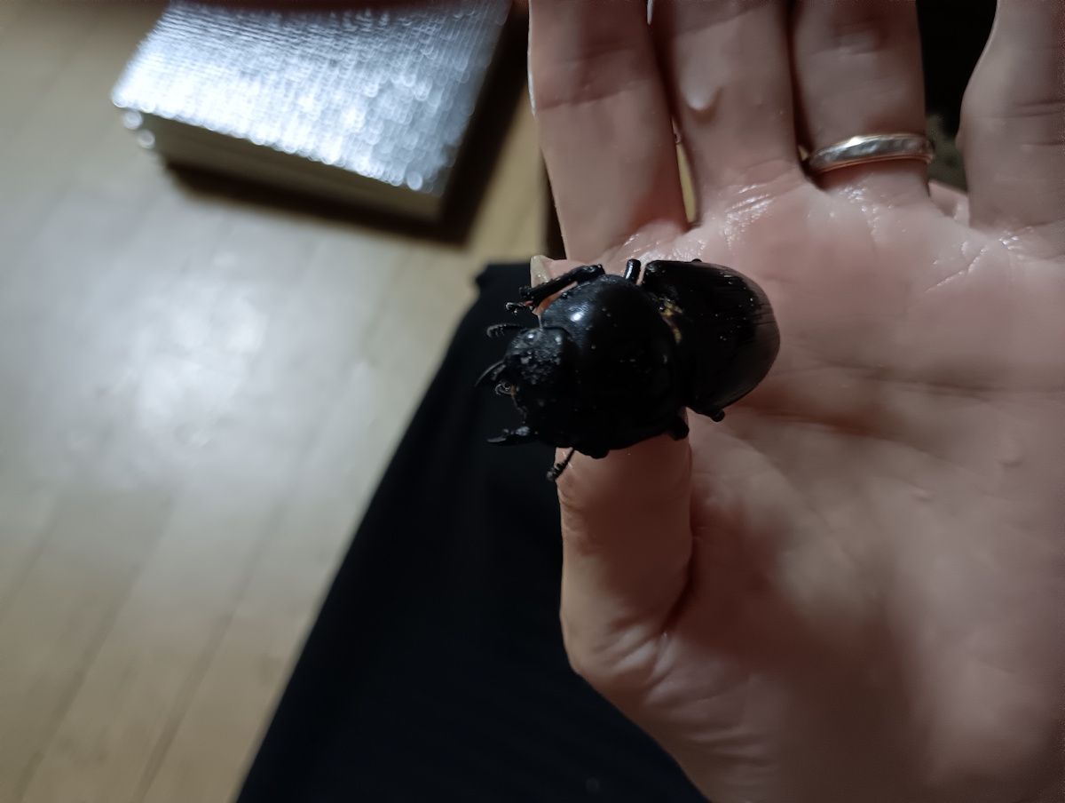 オオクワガタについたダニ