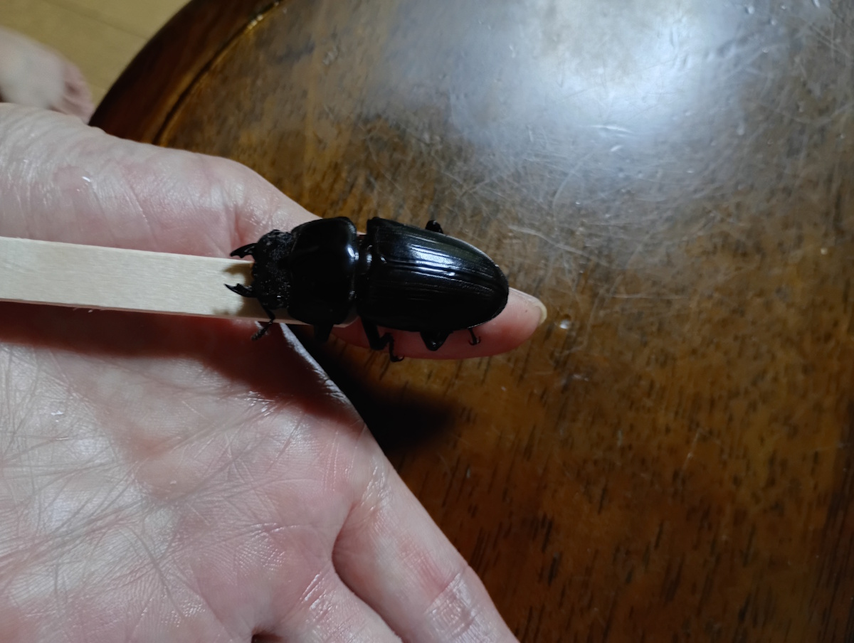 オオクワガタについたダニ
