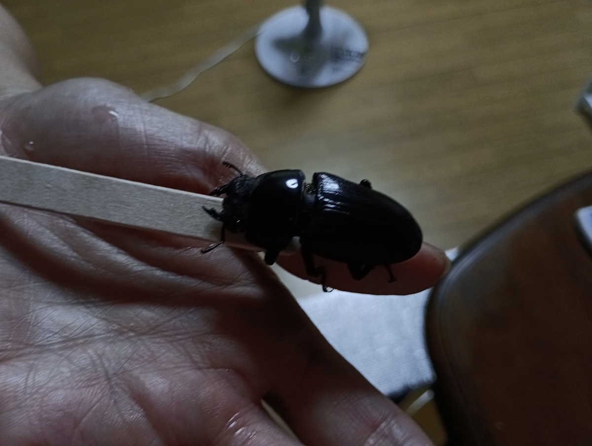 オオクワガタについたダニ