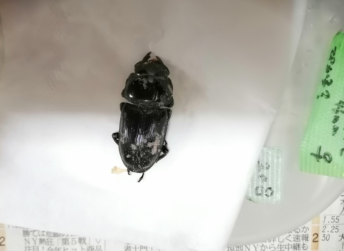 オオクワガタについた大量のダニ