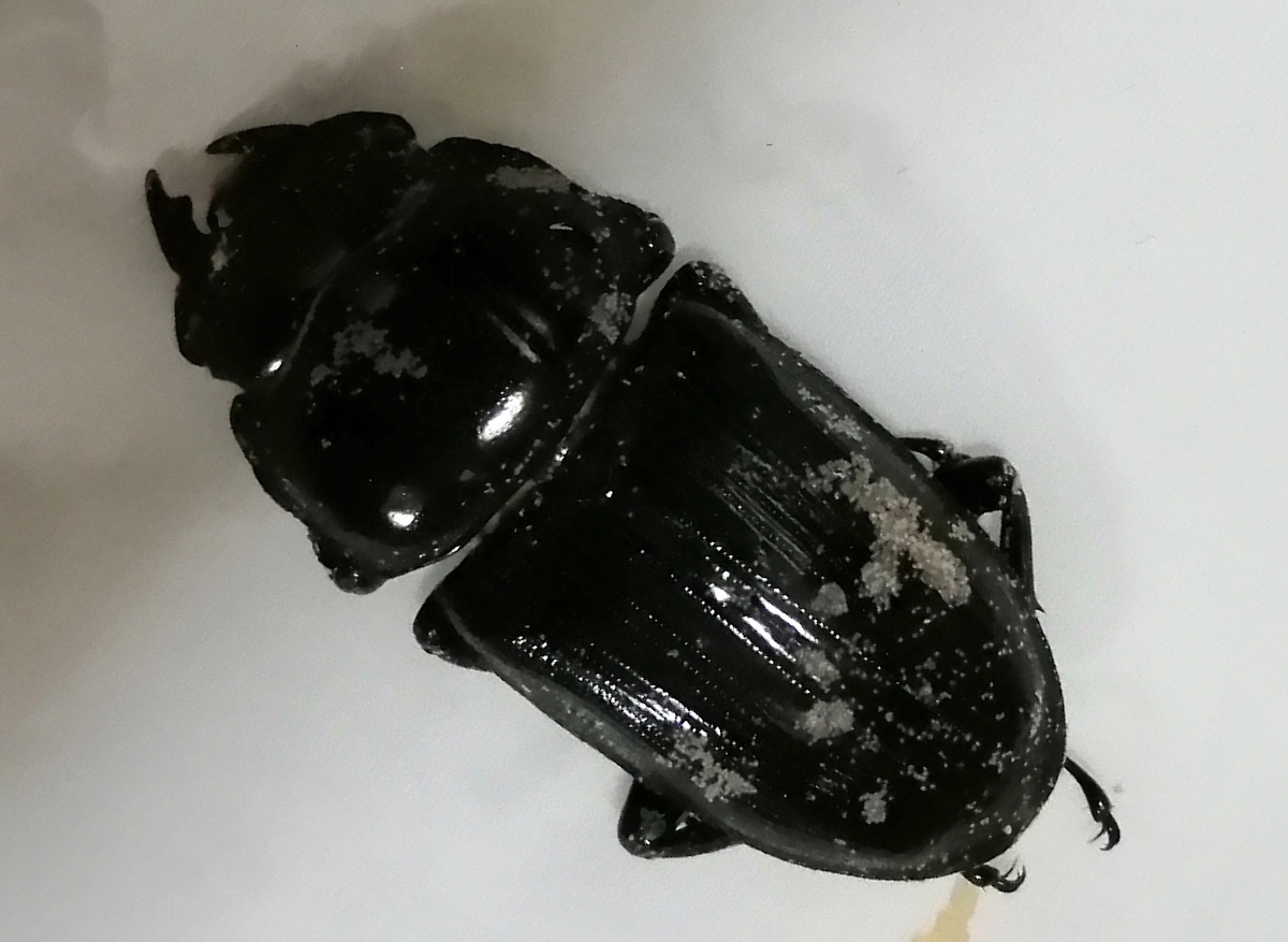 オオクワガタについた大量のダニ（拡大）