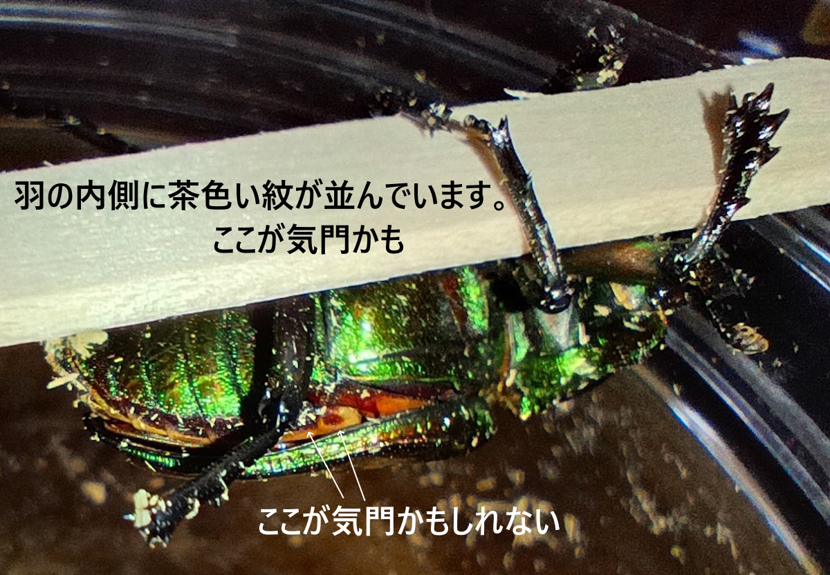 虹色鍬形の気門らしき場所