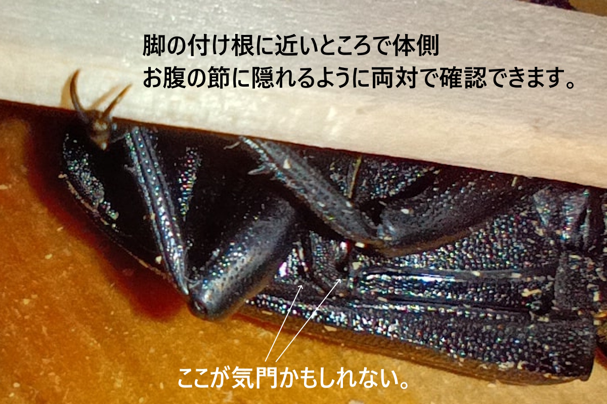 オオクワガタの気門らしき場所