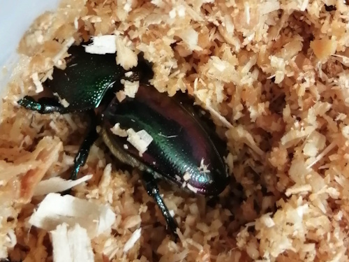 親虫　緑紫系メス