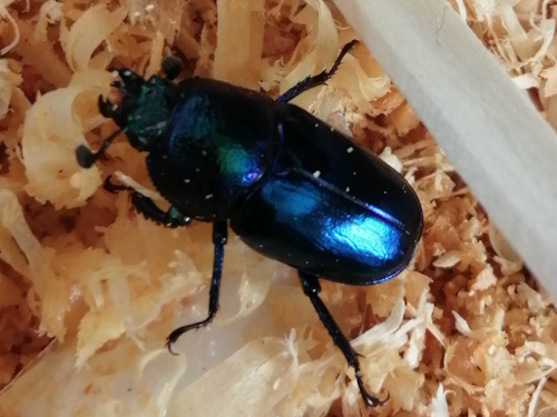 親虫　ブルー　メス