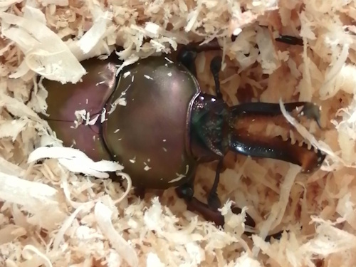 親虫　赤系オス