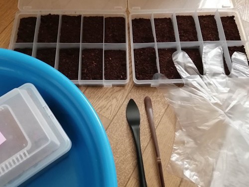 幼虫割出し準備