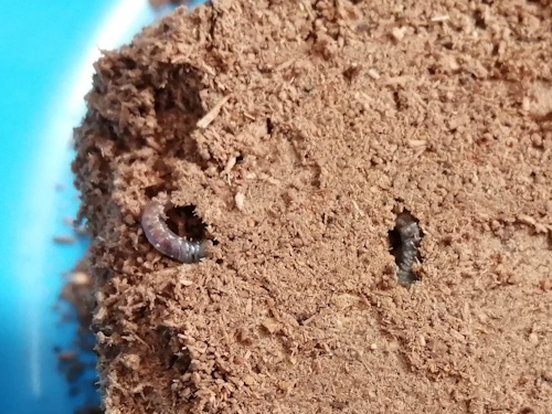 産卵セットの中にいた幼虫