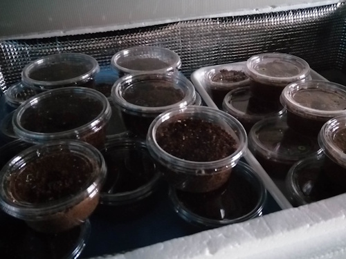 簡易温室で管理